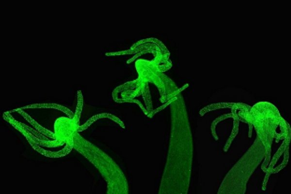 Kraken магазин