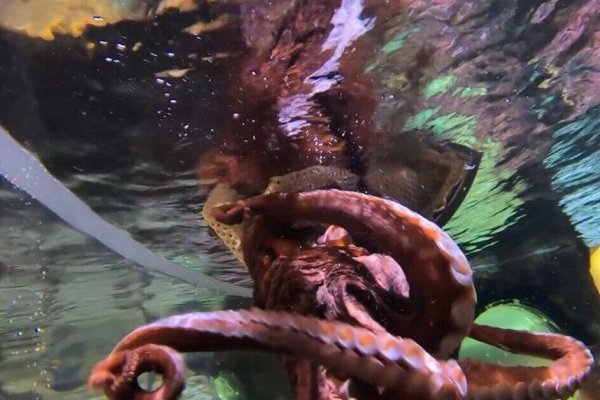 Kraken com darknet